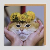 Biglietto di auguri Gatto pacioccone
