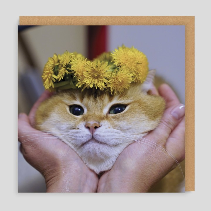 Biglietto di auguri Gatto pacioccone