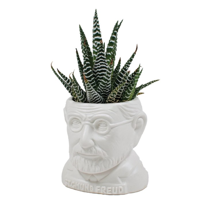 Mini vaso Freud