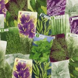 Herbaceous
