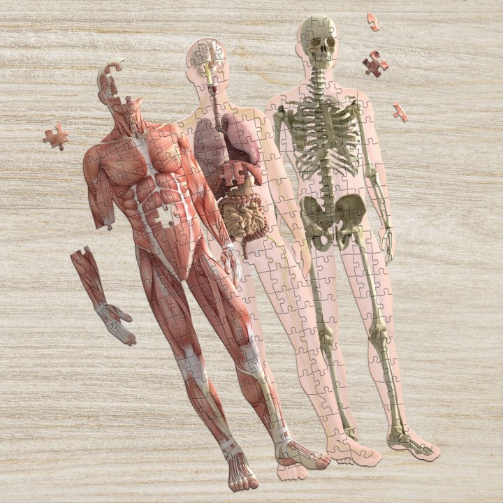Puzzle anatomia umana