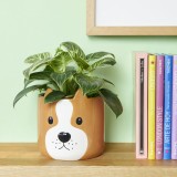 Vaso Cane