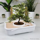Kit L'arte del Bonsai