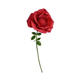 Rosa XXL