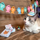 Kit per compleanno Gatto
