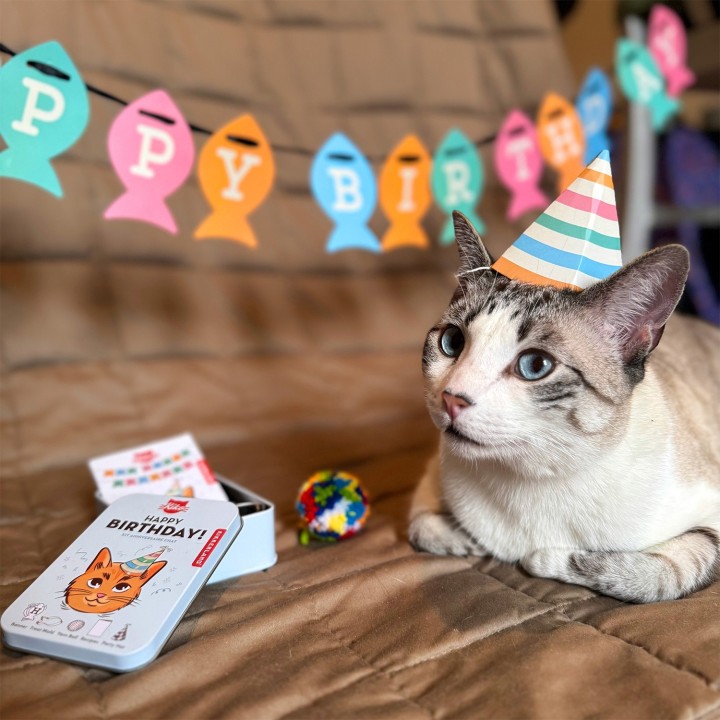 Kit per compleanno Gatto