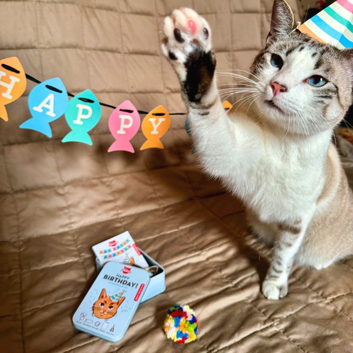 Kit per compleanno Gatto