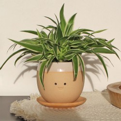 Vaso piangente