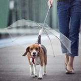 Ombrello per cani