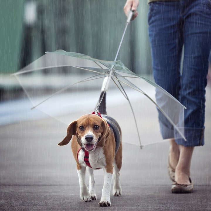 Ombrello per cani