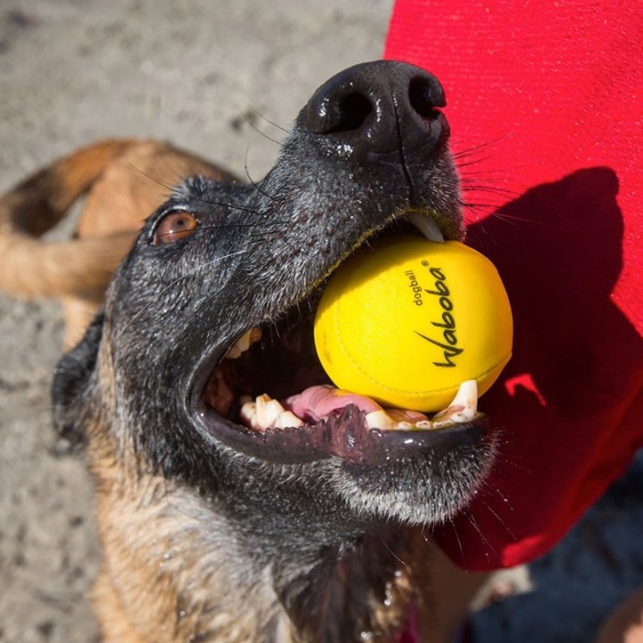 Pallina Waboba per cani