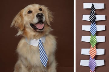 La cravatta per cani