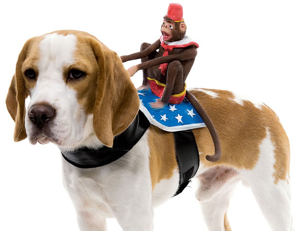 sella-per-cani-scimmietta