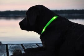 collrare-luminoso-glow-doggie