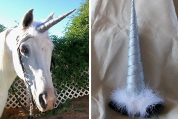 Il corno da… Unicorno
