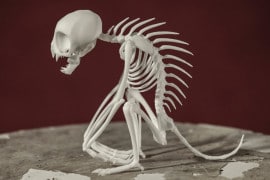scheletro-chupacabra