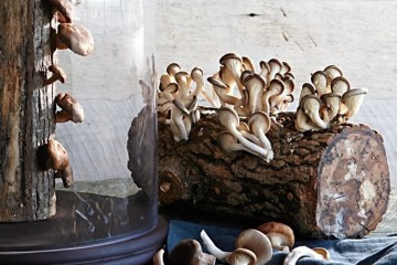 Il ceppo con i funghi Shiitake