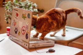 Computer per gatti