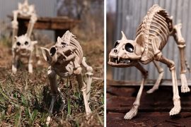 gatto-scheletrico