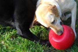 La palla indistruttibile per cani palla-indistruttibile-per-cani