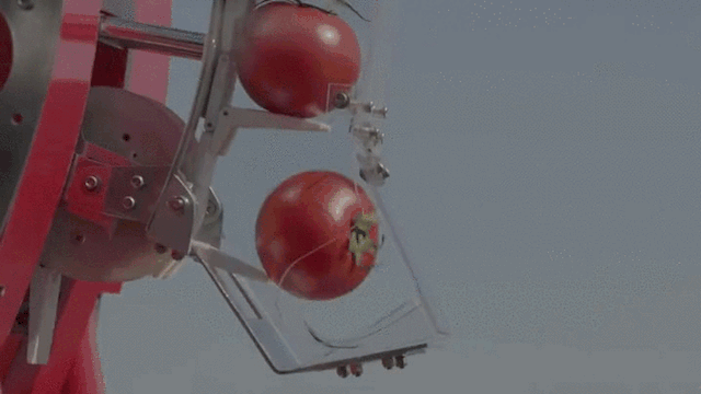 Robot dispenser di pomodori