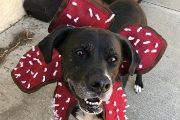 Costume per cane Demogorgone