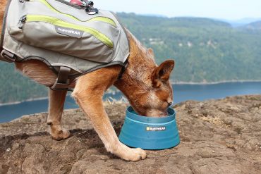 Ciotola collassabile per cani