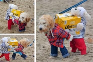 Costume Cani porta birra