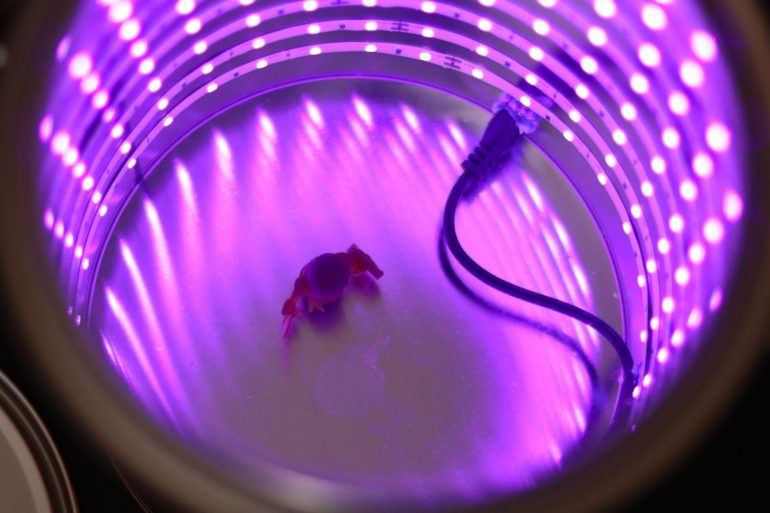 Camera UV home made