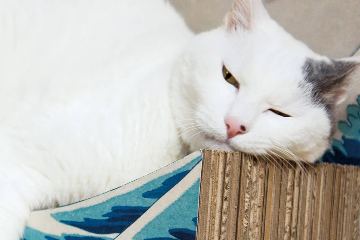 La grande onda per gatti