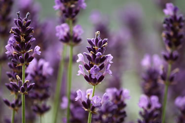 Lavanda