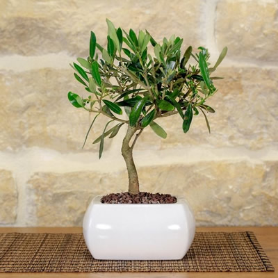 Bonsai di Olivo