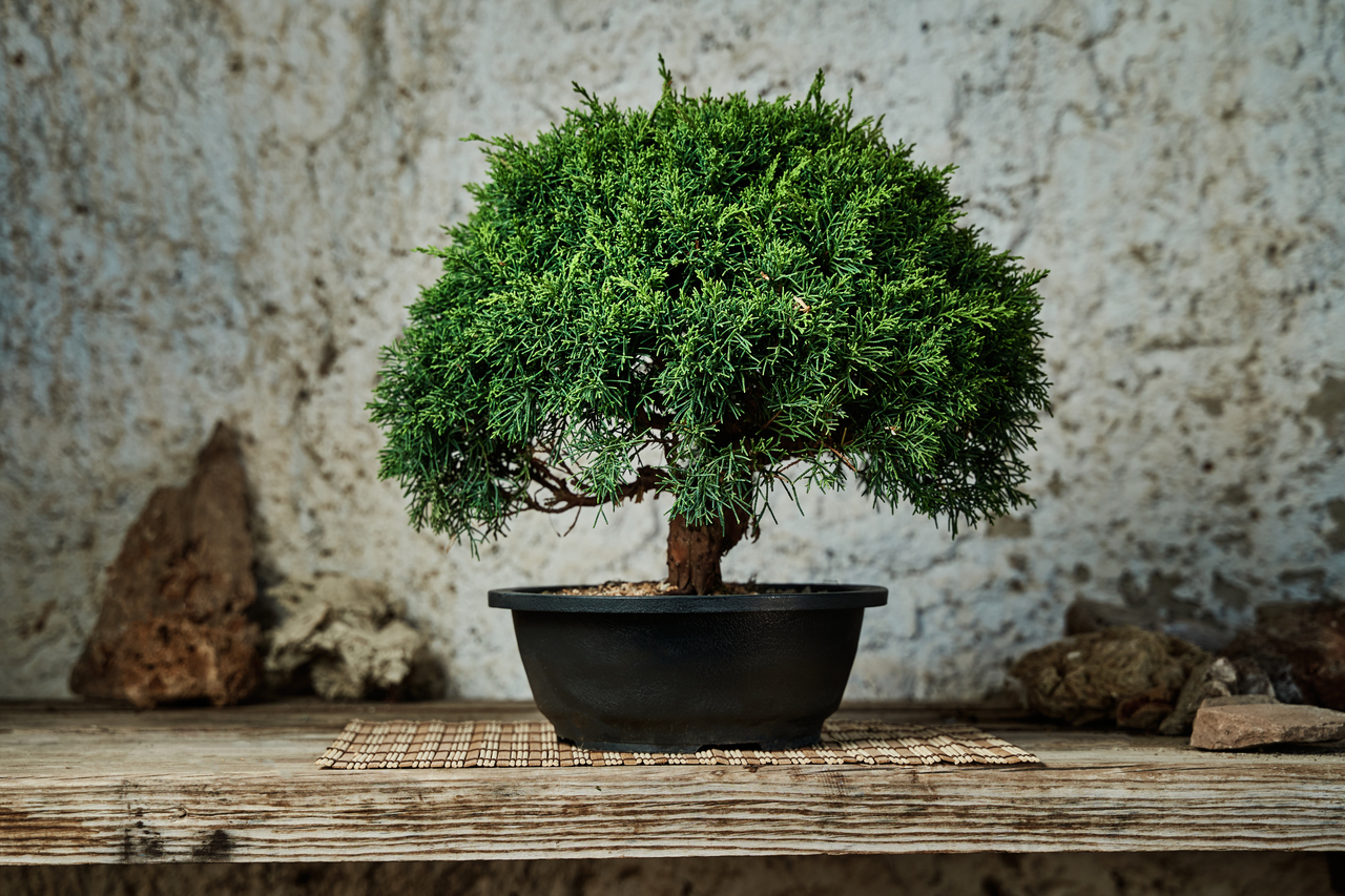 Cosa significa bonsai e perché è un bel regalo da fare a una persona cara -  inNaturale